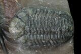 Huge, Cyphaspides Trilobite With Two Austerops - Jorf, Morocco #169645-3